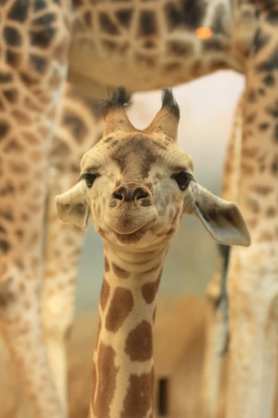 Young giraffe — Stock Photo, Image