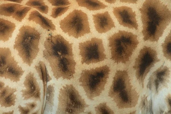 Zürafa doku — Stok fotoğraf