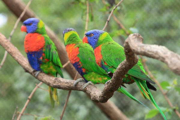 Färg papegojor — Stockfoto