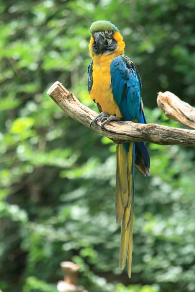 Pěkný papoušek — Stock fotografie