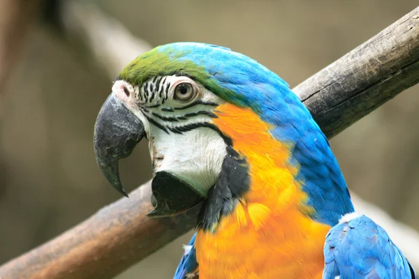 Belo papagaio. — Fotografia de Stock