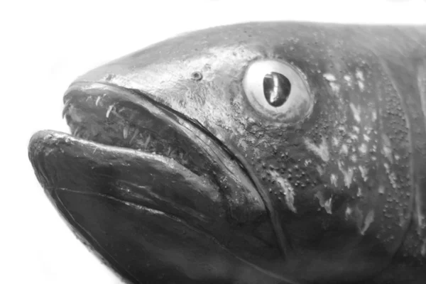 外来鱼类 — 图库照片