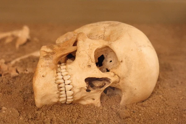 Crâne humain — Photo