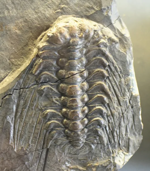 Trilobita — Foto de Stock