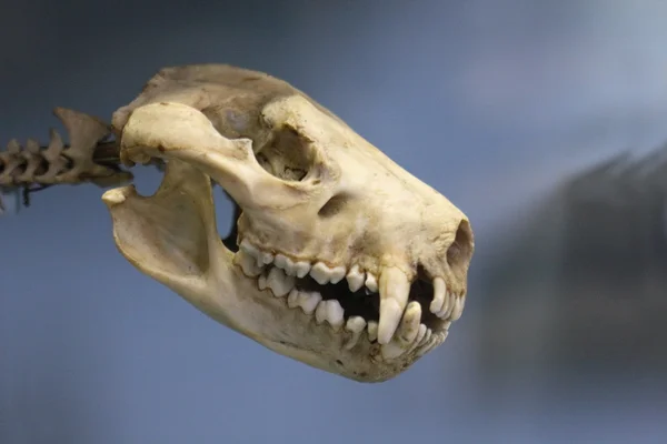 动物头骨 — 图库照片