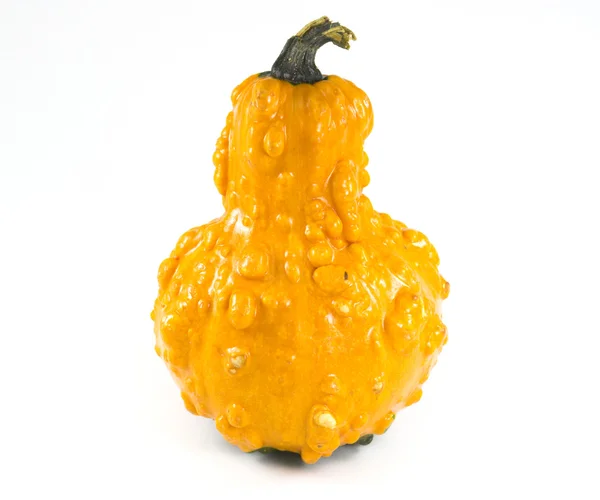 stock image Gourd