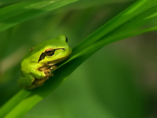 The green frog — Stock Photo, Image