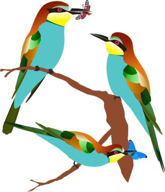 Vector bee-eaters clipart