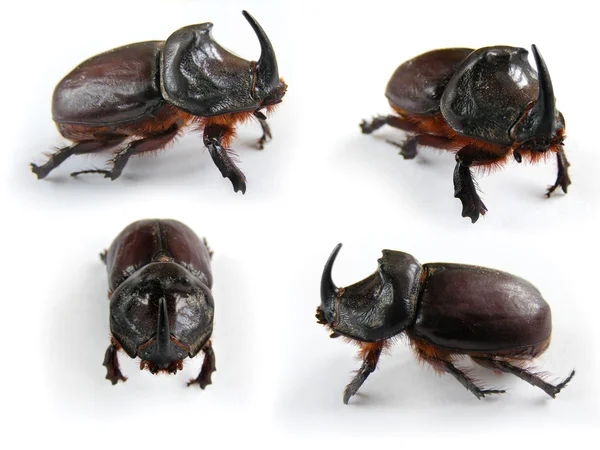 stock image Rhinoceros beetle