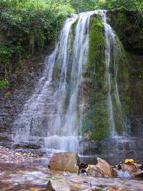 Rainforest şelale