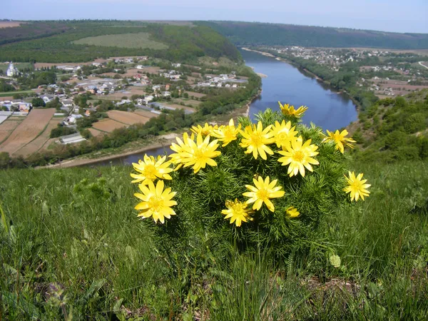 Жовті квіти біля великої річки — стокове фото