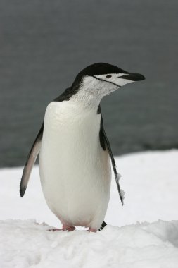 Chinstrap Penguin clipart