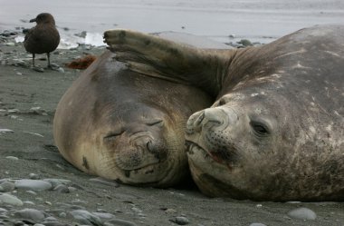 Two Elephant Seals clipart