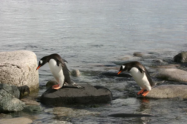 Två gentoo pingviner — Stockfoto