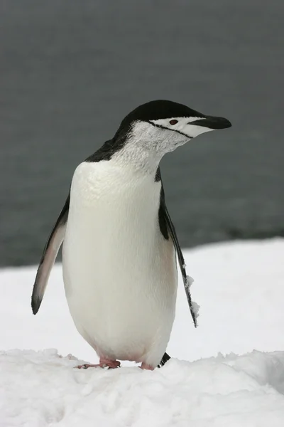 Kinnriemen-Pinguin — Stockfoto