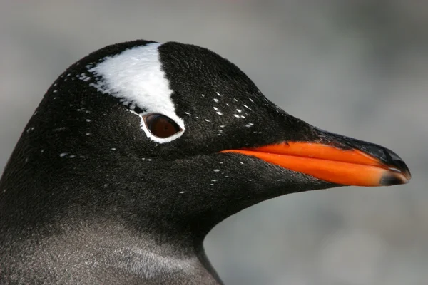 Gentoo penguin — стоковое фото