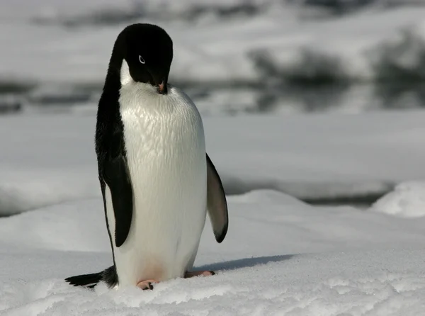 Adelie tučňák — Stock fotografie