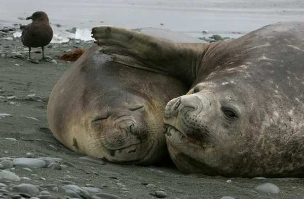 Два тюленя-слона — стоковое фото