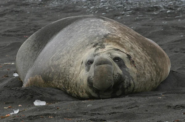 Elephant Seal — Stock Photo, Image