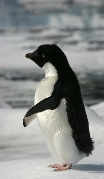 Пингвин, Адели Стоковое Фото