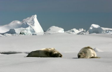 Two Crabeater Seals clipart