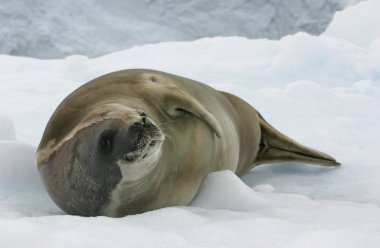 Crabeater Seal clipart