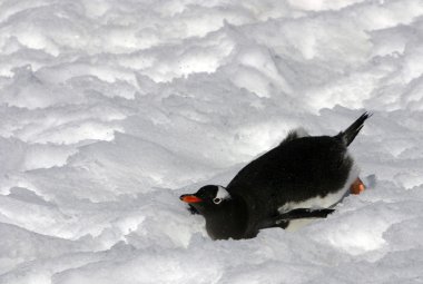 Gentoo Penguin clipart