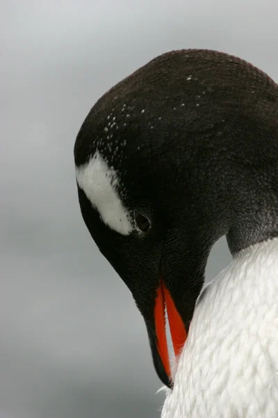 Gentoo Penguin — Stock Photo, Image