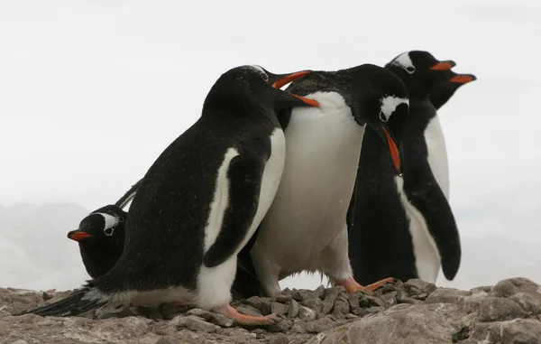 Gentoo pingvin csoportja — Stock Fotó