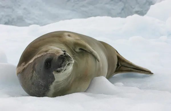 Тюлень Мбаппе — стоковое фото