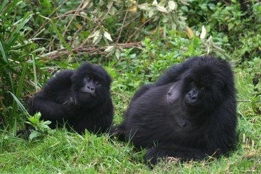 Mountain Gorilla, Rwanda clipart