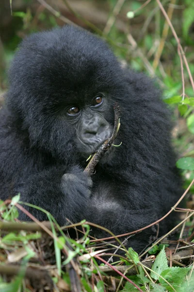 Gorila horská, rwanda — Stock fotografie