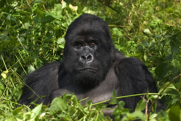 Mountain gorilla and silverback — Stock Photo, Image