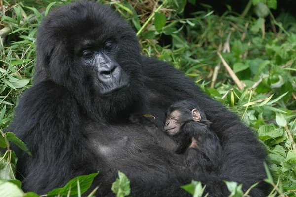 Gorille des montagnes, rwanda Images De Stock Libres De Droits