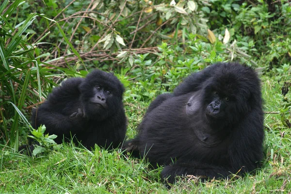 Гірських горил, Руанда Стокове Фото