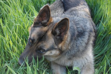 Otların arasındaki köpek