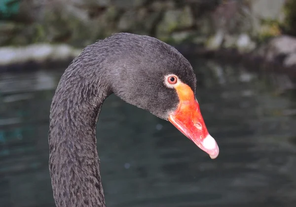 stock image Black swan in a pond