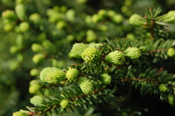 stock image Pine Spring