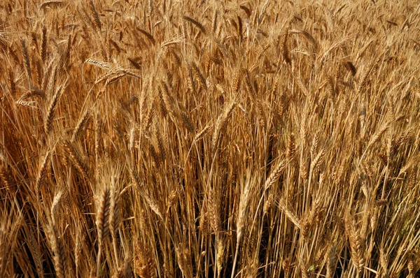 Поле зерна — стоковое фото