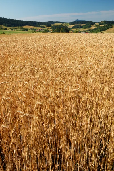 Поле зерна — стоковое фото