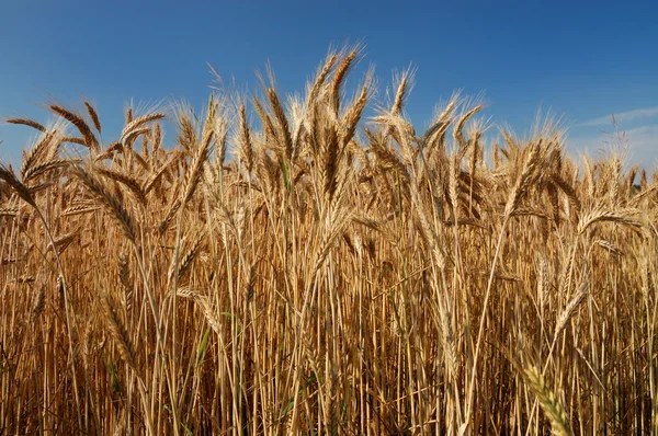 Campo de grano — Foto de Stock