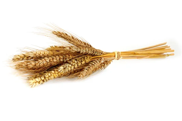 Изолированное пшеничное ухо на белом — стоковое фото