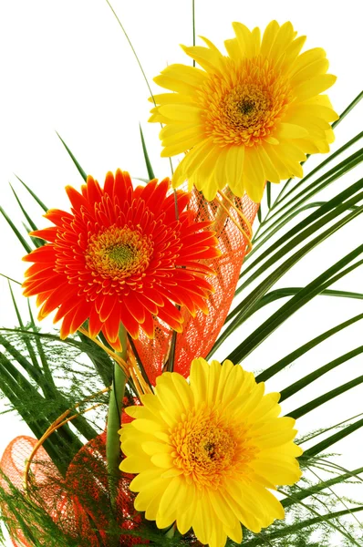 Flowers - gerbera — Stock Photo, Image