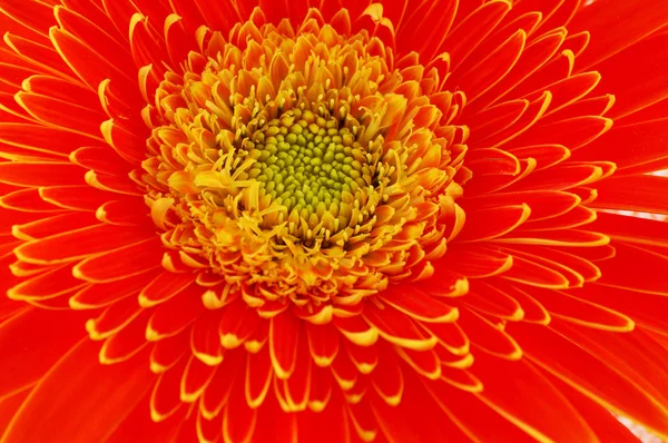 stock image Flowers - gerbera close up