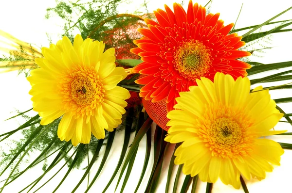 Flowers - gerbera — Stock Photo, Image