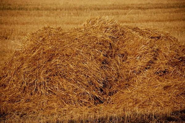 Stapel van stro op veld in het najaar — Stockfoto