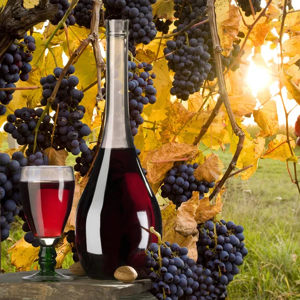 Красное вино с виноградником — стоковое фото