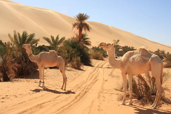 Camels in the desert — Stock Photo, Image