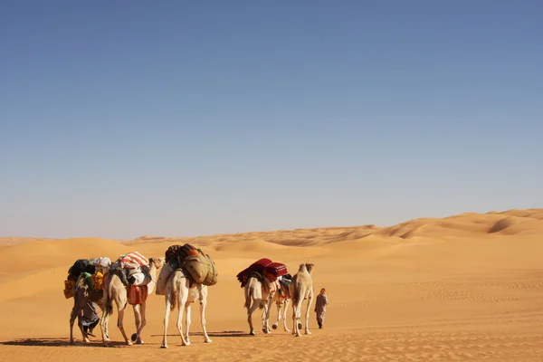 Caravana de camelo Imagem De Stock