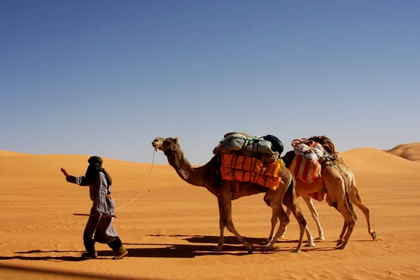 Reizen met camelin fezzan woestijn Rechtenvrije Stockafbeeldingen